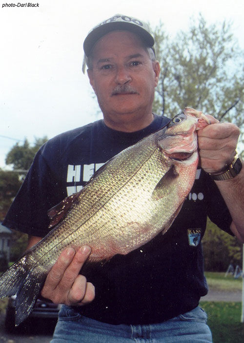 White Bass Record